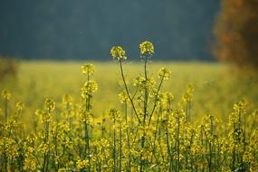 landscape of Field Of Rapeseeds