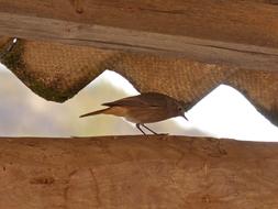 brown bird on the roof of the house