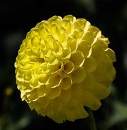 yellow Flower Blossom Bloom at garden