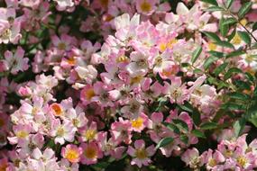 spring rose bush, close-up