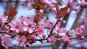 branches with pink flowering close-up in a blurred background