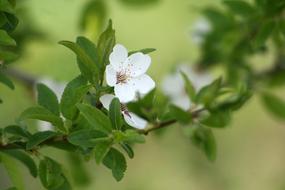 Spring White Flowers on branch