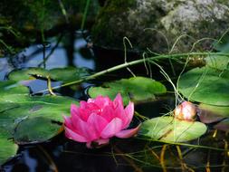 pink Water Lily Flower and bud on pond