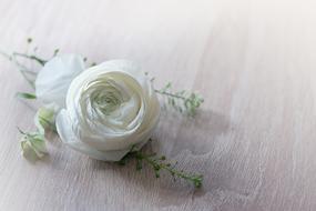 white Flower Ranunculus Blossom