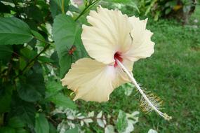Thailand Exotic Flower Blossom