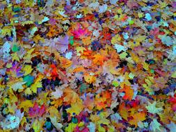 colorful beautiful leaves