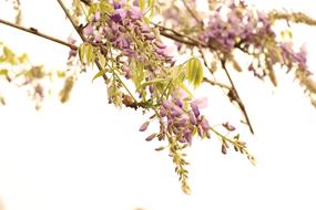 Wisteria Flowers at spring