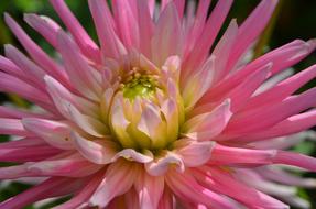 Dahlia Flower close-up on blurred background