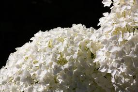 large white hyocinths on a black background