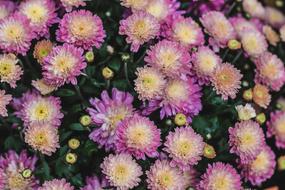 Pink Mums Flowers in garden