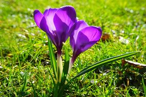Crocus Flower on the grass in sunny spring