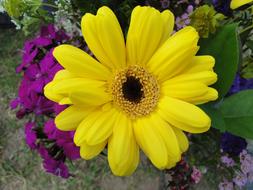 yellow daisy and purple flower
