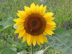 Sunflower Bee Blossom