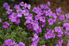 Violet Spring Aubrieta Deltoidea flowers