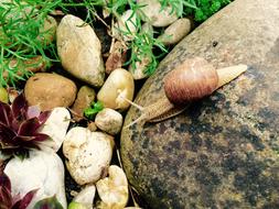 Worm Garden