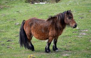 cute pony in the grass