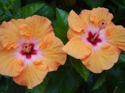 Hibiscus Orange Flower close-up