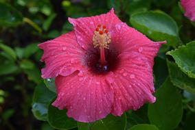 Hibiscus, pink Flower with dew drops
