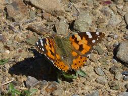 large orange butterfly