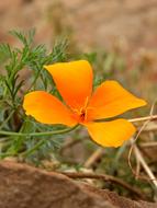 California Poppy Flower