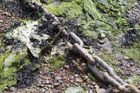 Low Tide Mooring Chain Algae