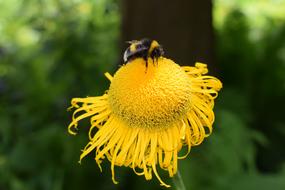 Bee Yellow Close Up