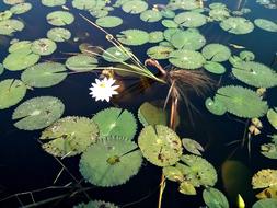 blooming lilies in the pond