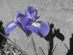 Iris Flower