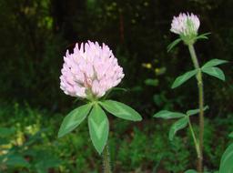 Clover Red Fabaceae