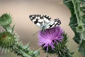 beautiful butterfly on a flower