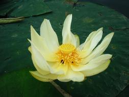 white Lotus Flower at pond