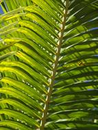 Palm Frond Leaf