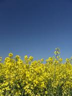 Oilseed Rape Field Harvest landscape