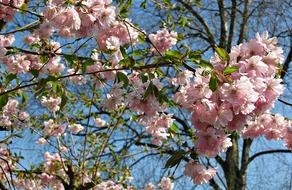 Spring Cherry Blossoms Tree