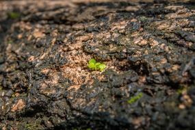 plant sprouts in the ground