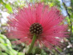 Powderpuff Flower Red