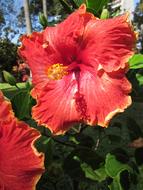 hawaiian Red Hibiscus Flowers in garden