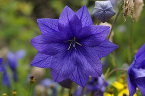 Close-up of the beautiful, blooming, blue and purple flowers among the other flowers and grass