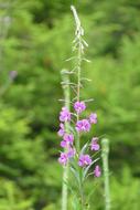 Wild Flower Macro Plant
