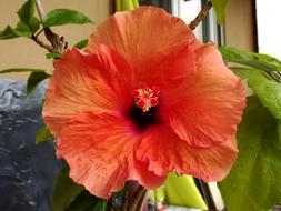 Hibiscus Flower Red Close up