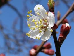 Spring Flower Tree