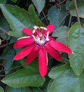 Flower Red Passion