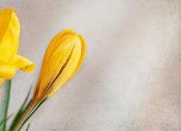 yellow Crocus Flower Blossom