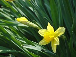 yellow daffodils and green leaves