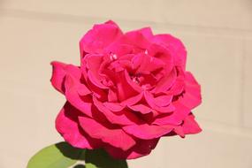 Deep Pink Tea Rose Flower