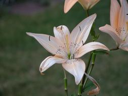 Flower Lily Macro on a blurred background
