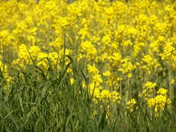 landscape of Oilseed Rape Field Harvest