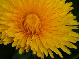 Dandelion Cream Of Society Yellow flower