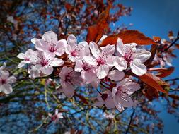 Cherry Blossom Bloom on tree