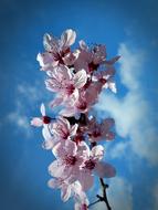 Cherry Blossom close-up against the blue sky